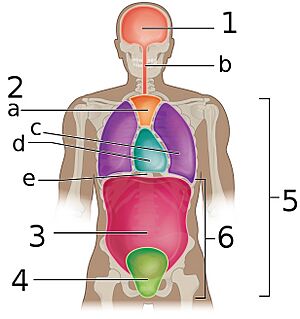 Body Cavities Frontal view labeled