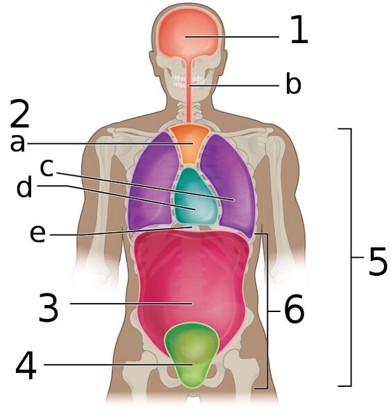 Body Cavities Frontal view labeled
