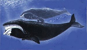 Bowhead