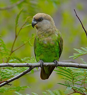 Brown-headed Parrot (Poicephalus cryptoxanthus) (11688869593).jpg