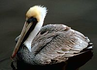 Brown Pelican