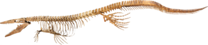 Bunker Tylosaur.png