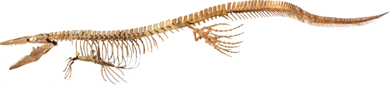 Bunker Tylosaur