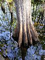 Butressed root system bald cypress