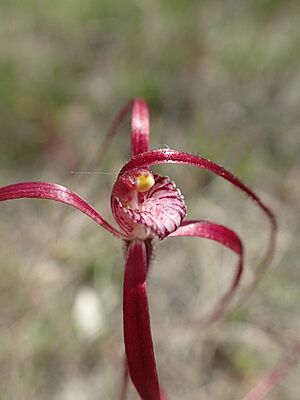 Caladenia pulchra labellum