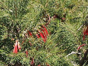 Calothamnus sanguineus (leaves)
