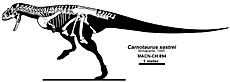 Carnotaurus reconstruction Headden