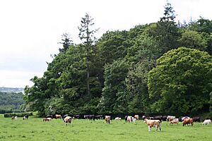Cattle on the Tamar Flood Plain - geograph.org.uk - 438275