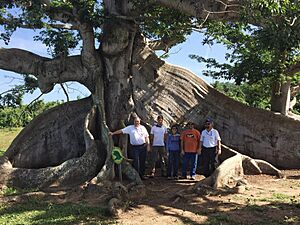 Ceiba tree in Vieques Island, Puerto Rico