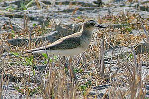 Charadrius veredus West Timor 0.jpg