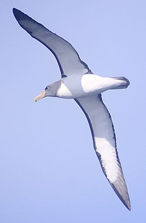Chatham Albatross (Thalassarche eremita) in flight