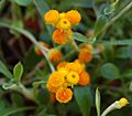 Chrysocephalum apiculatum 'Flambe Orange' Flower Closeup 1496px