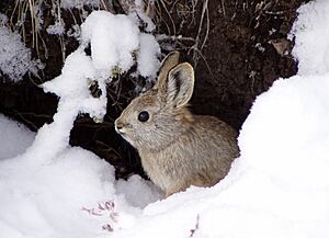 Columbia Basin Pygmy Rabbit