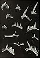 Conodonts from the Glen Dean formation (Chester) of the Illinois basin (1958) (20654535006)