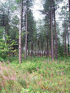 Corsican pines in Newborough Forest - geograph.org.uk - 226524