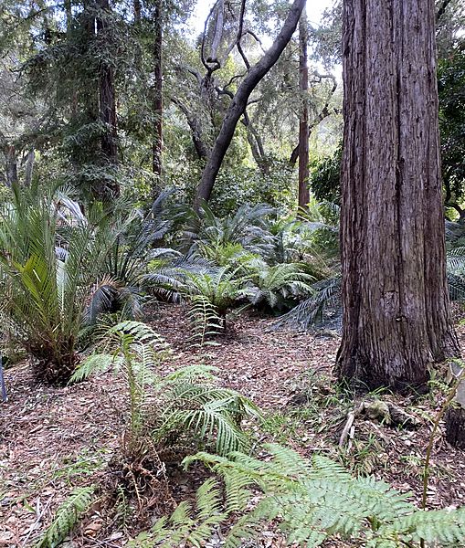 Descanso Ancient forest