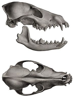 Description iconographique comparée du squelette et du système dentaire des mammifères récents et fossiles (Canis aureus skull)