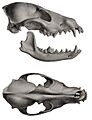 Description iconographique comparée du squelette et du système dentaire des mammifères récents et fossiles (Canis aureus skull)
