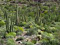 Desert Cactus at Organ Pipe Cactus NM in AZ 3