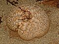 Discoreaceae - Testudinaria elephantipes