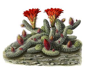 Echinopsis chamaecereus BlKakteenT168.jpg