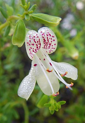 Endangered Garretts mint flower (5794258452).jpg