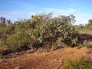 Eucalyptus ammophila habit.jpg