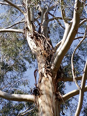 Eucalyptus benthamii 02.jpg