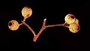 Eucalyptus brevistylis fruit