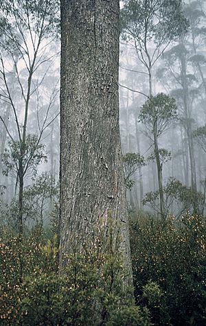 Eucalyptus dendromorpha bark.jpg