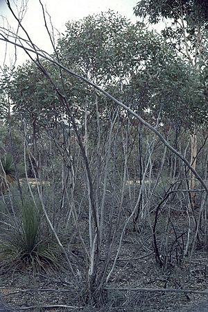 Eucalyptus exilis.jpg