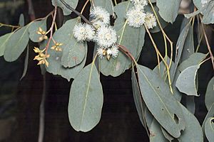 Eucalyptus polyanthemos buds