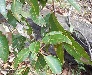 Eucalyptus scias - Lovett Bay.jpg