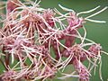 Eupatorium purpureum0