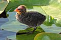 Eurasian-Coot--chick