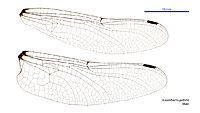 Eusynthemis guttata male wings (35019541616)