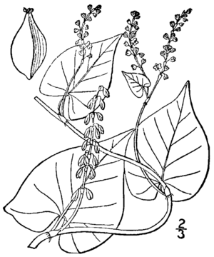 Fallopia cilinodis BB-1913.png