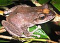 Fiji tree frog Tamara Osborne