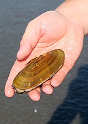Flickr - Oregon Department of Fish & Wildlife - 166 razor clam odfw