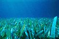 Floridian seagrass bed