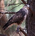 Forest Buzzard, Buteo trizonatus, at Hangklip Forest, Makhado, Limpopo Province, South Africa