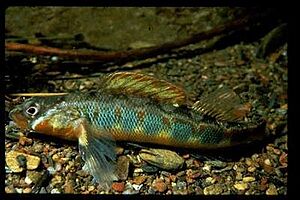 Gilt Darter.jpg