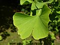 Ginko bilboa 'King of Dongting' (Ginkgoaceae) leaves