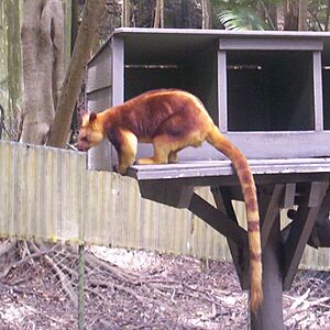 Goodfellow's tree-kangaroo at Currumbin Wildlife Sancturary, Queensland, Australia