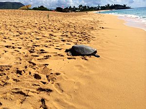 Green-Sea-Turtle-Mākaha-Beach-Park