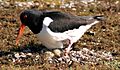 Haematopus ostralegus -Scotland -nesting-8