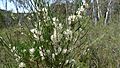 Hakea microcarpa (8215690757)