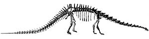 Hatcher Diplodocus
