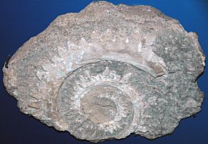 Helicoprion ferrieri fossil shark jaw, Brewster County TX