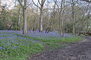 Hodgemoor Wood bluebells 2